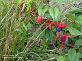 2005-0807fuschias